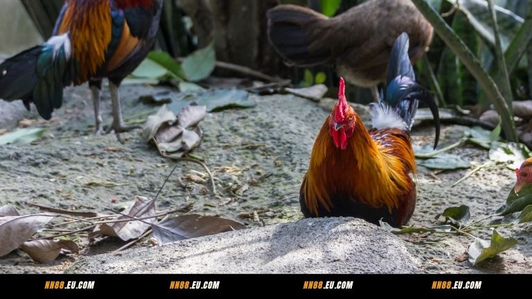 Đôi nét về đá gà WS168 tại NN88