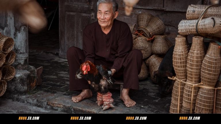 Giới thiệu tổng quan đá gà SV128 NN88