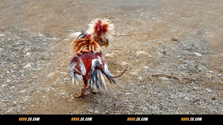 Lợi ích vượt trội khi cá cược đá gà tại sảnh WS168