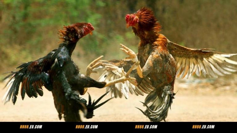 Mẹo chơi đá gà NN88 đỉnh cao từ các chuyên gia